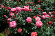 image0406