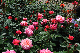 image0407