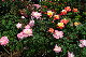 image0412
