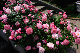 image0427