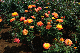 image0428