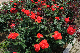 image0433