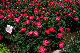 image0435