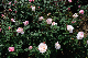 image0436